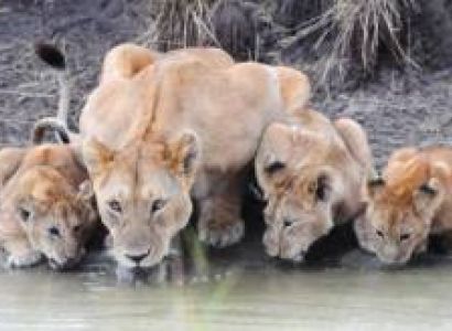 3 Days Amboseli - Lake Nakuru And Masai Mara Private Tour