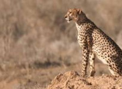 6 Days Masai Mara Wildebeest Migration Safari Tour