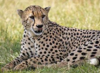 3 Day Maasai Mara Private Safari