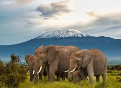 Amboseli, Lake Nakuru and Lake Naivasha Safari