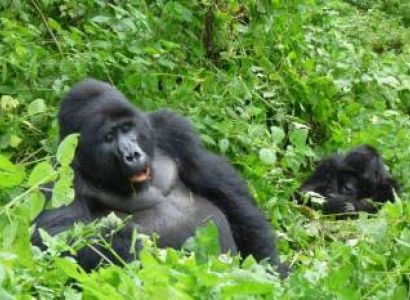 Majestic Gorillas of Rwanda A 4-Day Luxury Expedition with Wylda Safaris