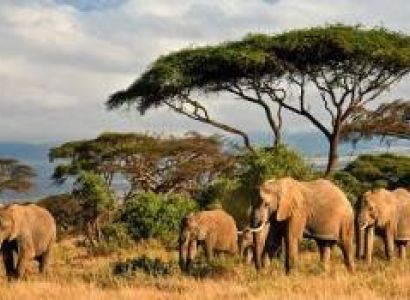 Wylda Safaris Luxury Safari An 11-Day Ultimate Kenyan Adventure