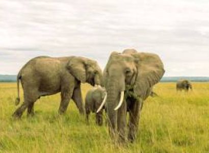 Amboseli Elephants & Maasai Mara — A 6-Day Luxury Combo