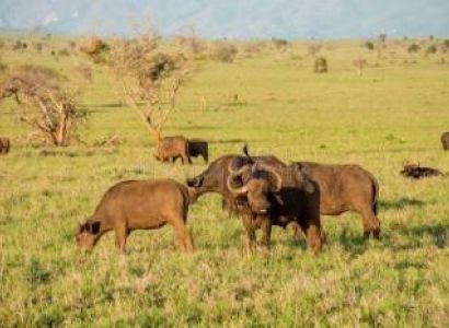 Tsavo Red Earth, Wild Heart: A 4-Day Wilderness Safari