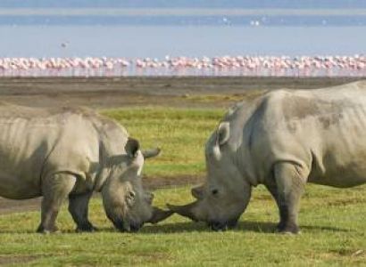 Pink Waters & Rhino Country: A 3-Day Lake Nakuru Safari with Wylda Safaris