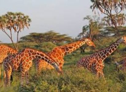 Samburu Special Five Discovery: A 4-Day Northern Frontier Safari with Wylda Safaris