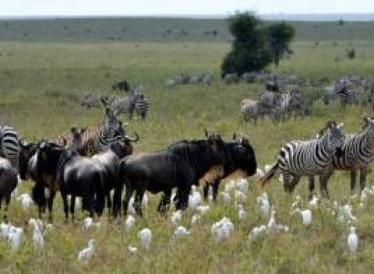Serengeti Migration Magic: A 6-Day Tanzania Safari with Wylda Safaris