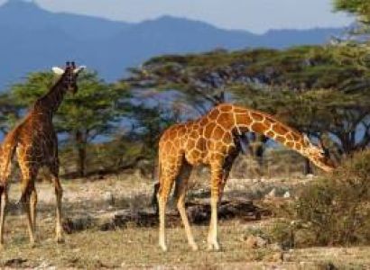 Queen Elizabeth Tree-Climbing Lions: A 4-Day Uganda Safari with Wylda Safaris
