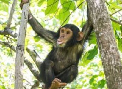 Uganda Primates & Wildlife Odyssey: A 7-Day Journey with Wylda Safaris
