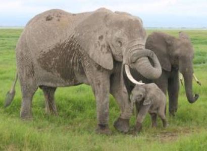 Nairobi & Masai Mara Luxury Tour Package - 6 Days