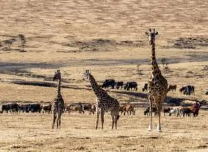 10 Days 9 Nights Kenya And Tanzania Combined Safari Tour