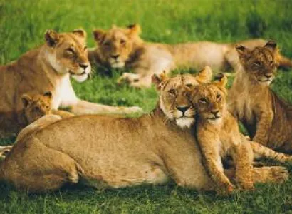 11 Days 10 Nights Kenya And Tanzania Safari Tour