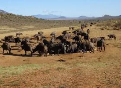 2 Days 1 Night Tsavo West National Park Safari Tour