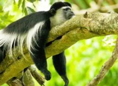 5 Days 4 Nights Selous-Mikumi-Udzungwa National Park Safari Tour