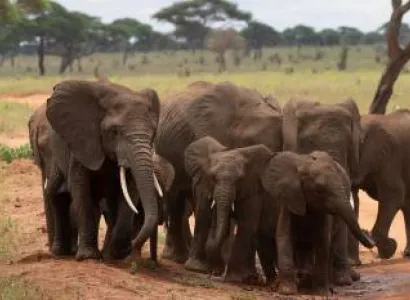 3 Days 2 Nights Selous Game Reserve Tanzania Tour