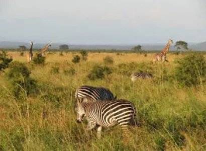 3 Days 2 Night Mikumi National Park Tanzania Tour