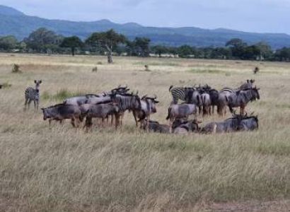 2 Days 1 Night Mikumi National Park Tanzania Safari Tour