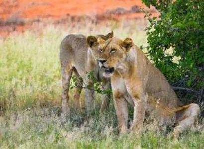 8 Days 7 Nights Kenya Safari Tour