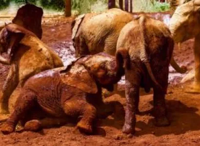 8 Days 7 Nights Nairobi-Maasai Mara-Naivasha-Amboseli Safari Tour