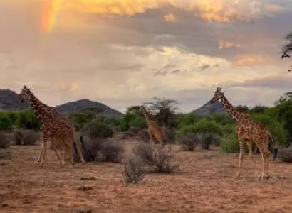 8 Day 7 Nights Samburu Nakuru Naivasha Masai Mara Safari Tour