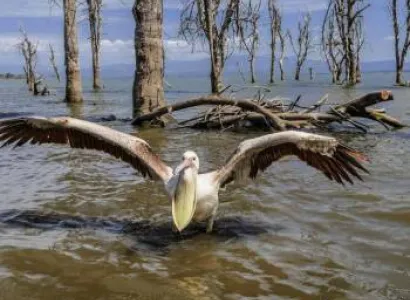 4 Days 3 Nights Lake Naivasha - Masai Mara Safari Tour