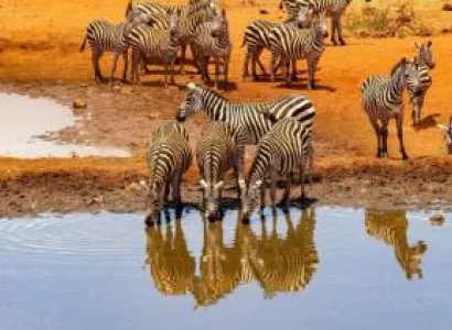 4 Days 3 Nights Amboseli And Tsavo West National Park Safari Tour