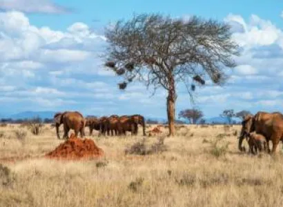 3 Days 2 Nights Tsavo West - Tsavo East National Park Safari Tour