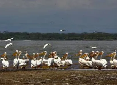 4 Days 3 Nights Lake Elementaita - Masai Mara Safari Tour