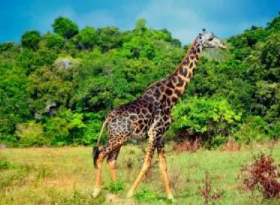 3 Days 2 Nights Shimba Hills Safari From Mombasa