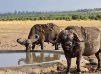 3 Days 2 Nights Samburu - Ol Pejeta Game Sanctuary Safari Tour