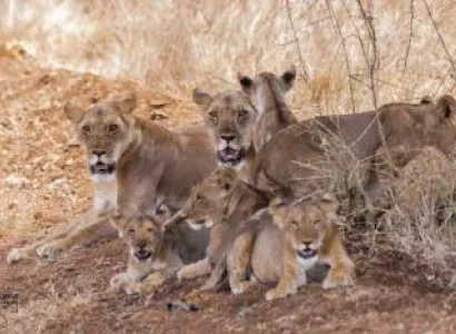 3 Days 2 Nights Meru National Park Road Safari Tour