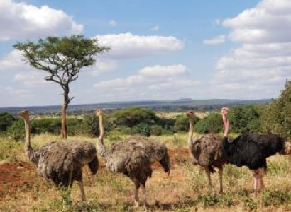 4 Days 3 Nights Tanzania Safari Tour