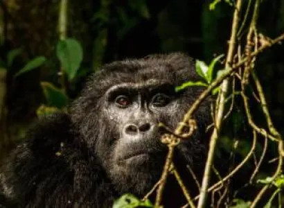 The 4 Days Chimpanzee And Wildlife Safari Tour