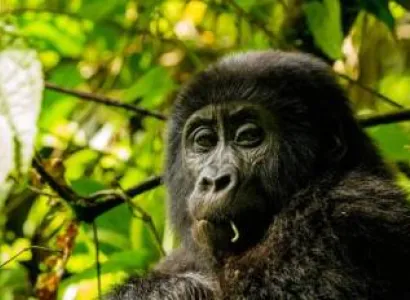 5 Days Uganda Safari With Primates Trekking Tour