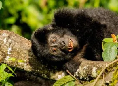 Uganda Gorilla Safari 6 Days Gorilla Trekking - Chimpanzee - Wildlife Tour In Uganda