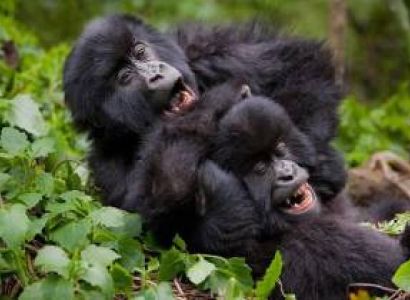 3 Day Rwanda Gorilla Trekking Safari