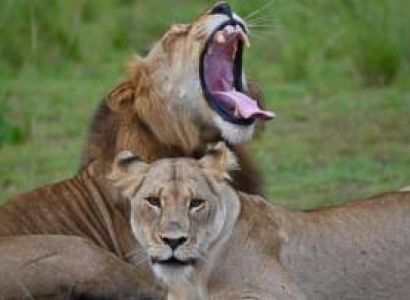 4-Day Akagera National Park Safari Tour