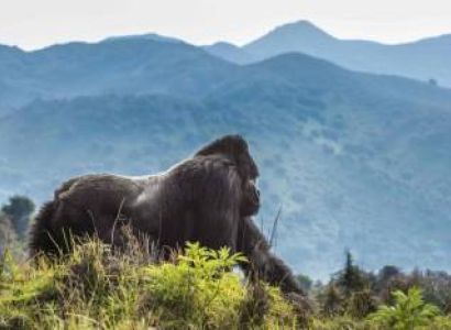 6-Day Cultural - Nature Hybrid Rwanda Safari Tour