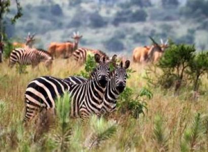 7-Day Rwanda Gorilla - Wildlife Safari Tour