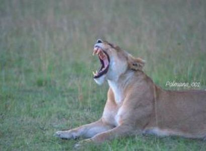 Tanzania 2 Days 1 Night Safari - Ruaha National Park Tour