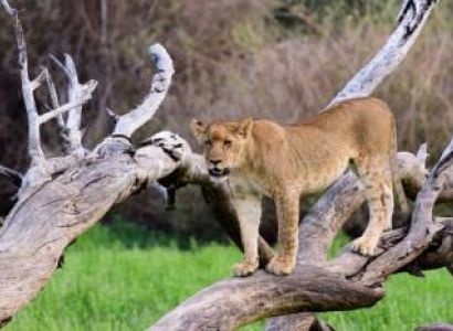 9 Days 8 Nights Best Of Kenya Safari Tour