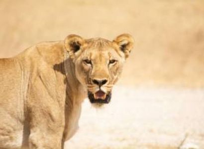 6 Days Sossusvlei - Etosha Safari Tour