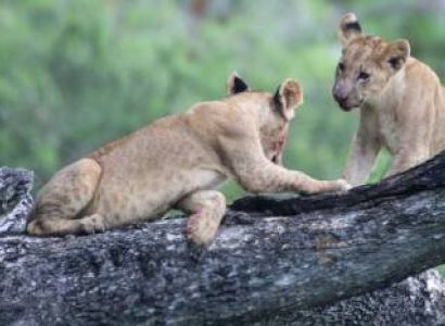 Nairobi National Park Half Day Safari Tour