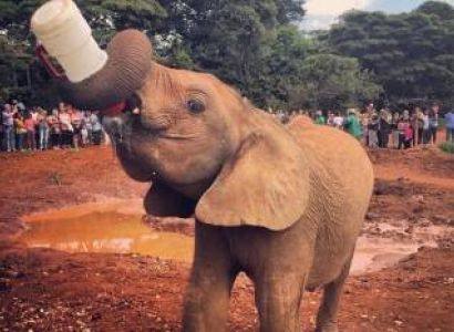 Nairobi National Park - David Sheldrick Elephant Orphanage Tour