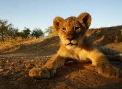 Tarangire National Park 1 Day Trip