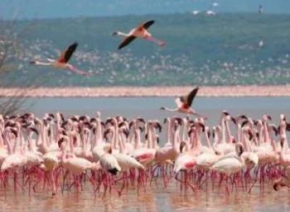 Lake Manyara National Park 1 Day Trip