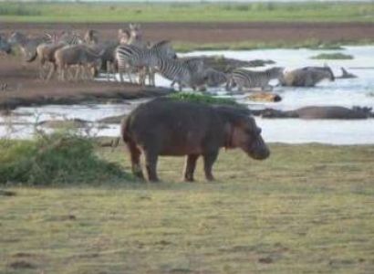 Ngorongoro Crater 1 Day Trip