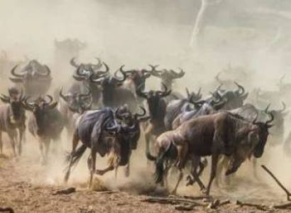 3 Days Luxury Safari In Serengeti - Flying Tour