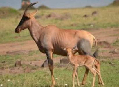 3 Days Serengeti - Ngorongoro Crater Tour