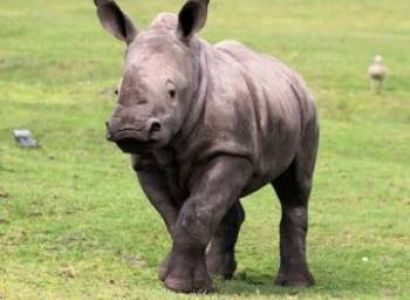 3 Days Tarangire - Ngorongoro And Manyara National Park Tour